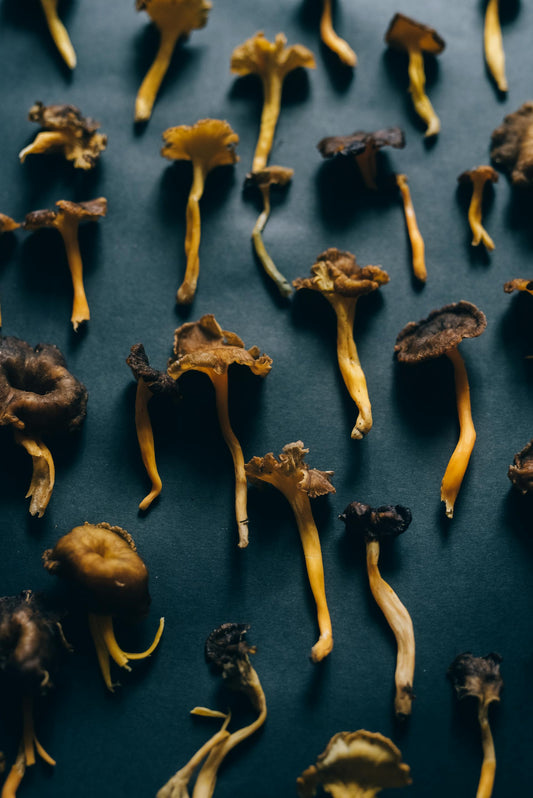 The Adaptogenic Properties of Medicinal Mushrooms